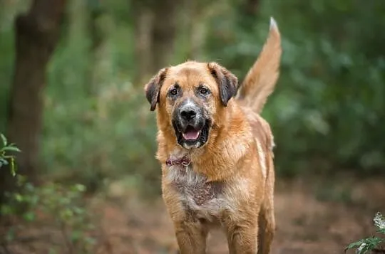 Berni - duży, terytorialny pies szuka domu z podwó