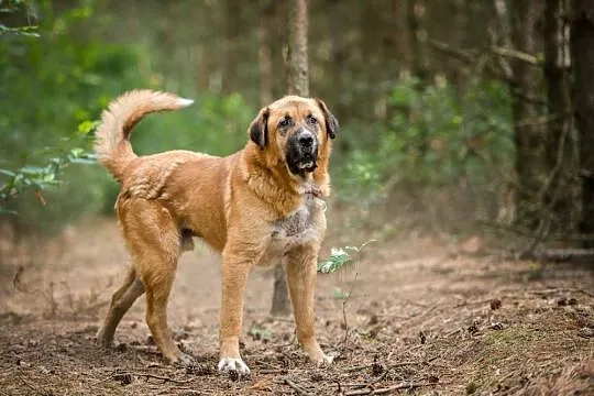 Berni - duży, terytorialny pies szuka domu z podwó
