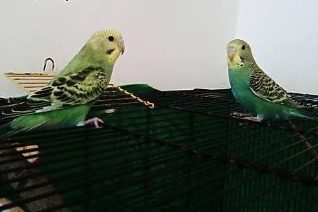 Młodziutkie papużki faliste,  kujawsko-pomorskie T