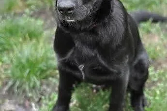 Piesek w typie labradora pilnie szuka domu.,  mazowieckie Warszawa