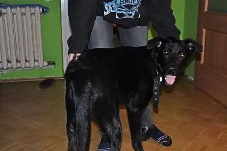 Piesek w typie labradora pilnie szuka domu.,  mazo