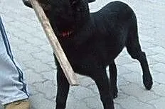Piesek w typie labradora pilnie szuka domu.,  mazo