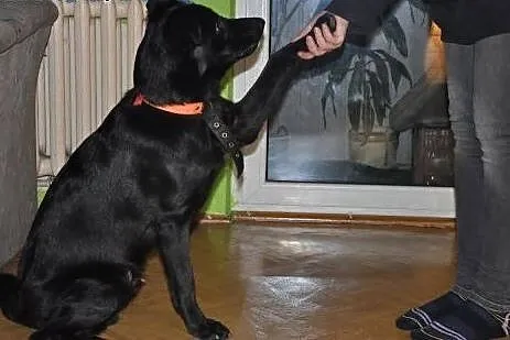 Piesek w typie labradora pilnie szuka domu.,  mazo