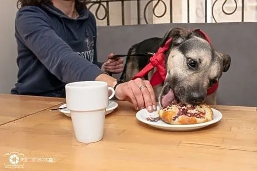 Scoobie zwrócony po 2 latach z adopcji znów szuka domu,  mazowieckie Warszawa