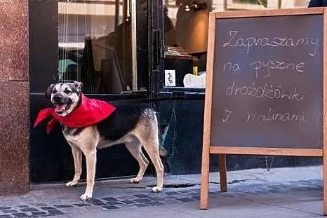 Scoobie zwrócony po 2 latach z adopcji znów szuka 