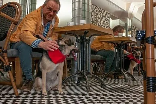 Scoobie zwrócony po 2 latach z adopcji znów szuka 