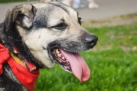 Scoobie zwrócony po 2 latach z adopcji znów szuka 