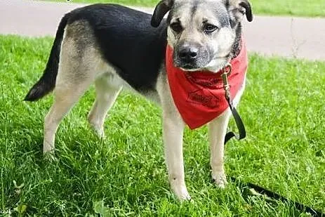 Scoobie zwrócony po 2 latach z adopcji znów szuka 