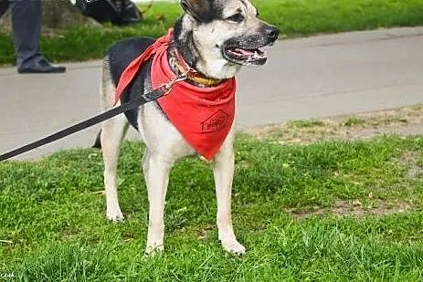Scoobie zwrócony po 2 latach z adopcji znów szuka 