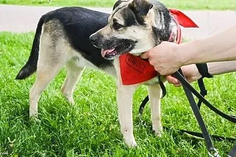 Scoobie zwrócony po 2 latach z adopcji znów szuka 