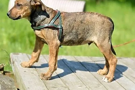 3 miesięczny SZCZENIAK, pocieszny maluch adopcja, 