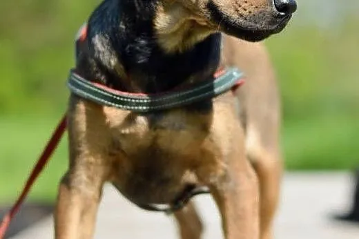 3 miesięczny SZCZENIAK, pocieszny maluch adopcja, 
