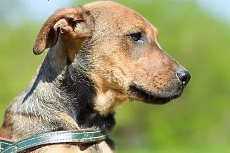 3 miesięczny SZCZENIAK, pocieszny maluch adopcja, 