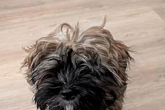 Shih tzu 15 tygodni, Mazowieckie, Warszawa