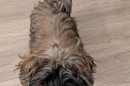 Shih tzu 15 tygodni, Mazowieckie, Warszawa