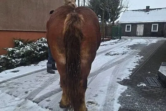 Sprzedam klacz, Podlaskie, Jasionówka