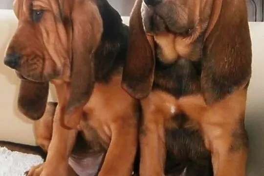Bloodhound szczeniąta
