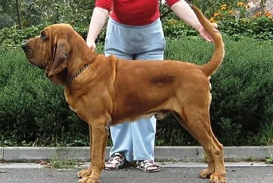 Bloodhound szczeniąta