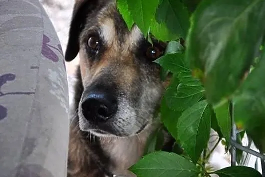 Szukasz przyjaciela??-Komar będzie najwierniejszym!Tylko daj Mu szansę