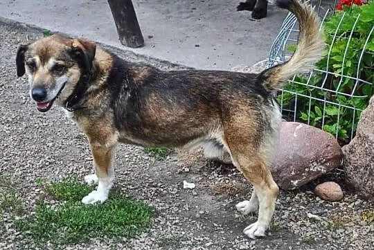 Szukasz przyjaciela??-Komar będzie najwierniejszym