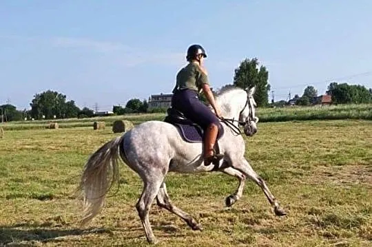 Andaluz do współdzierżawy, Małopolskie, Kraków
