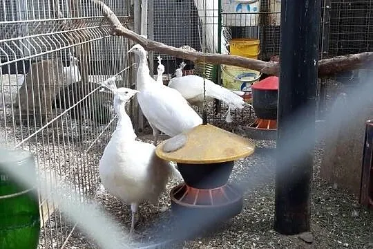 Sprzedam  pawie białe.