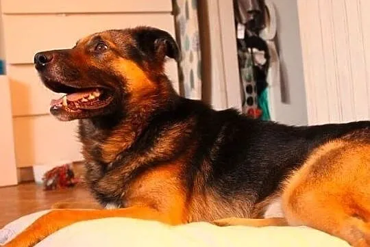 BORYS - co wielkie serce ma i chętnie Tobie je odda! :), Łódzkie, Łódź