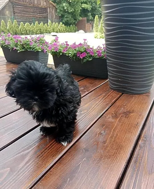 Piękne pieski shihtzu, Świętokrzyskie, Krasocin
