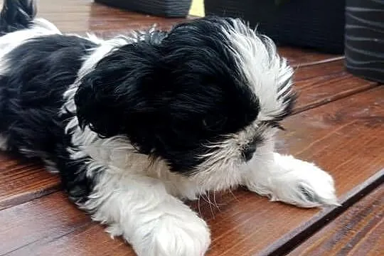 Piękne pieski shihtzu, Świętokrzyskie, Krasocin