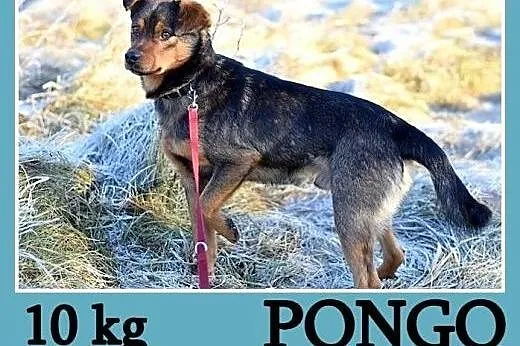 10 kg 1 rok, wesoły,przytulaśny,towarzyski piesek PONGO.Adopcja,  małopolskie Kraków