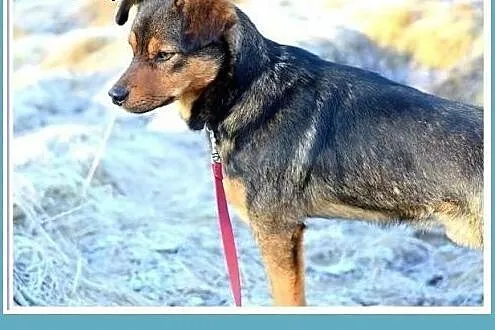 10 kg 1 rok, wesoły,przytulaśny,towarzyski piesek 