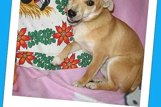 MAJKA-malenka 3-4kg,7-9 miesiecy,adopcja!!,  świętokrzyskie Kielce