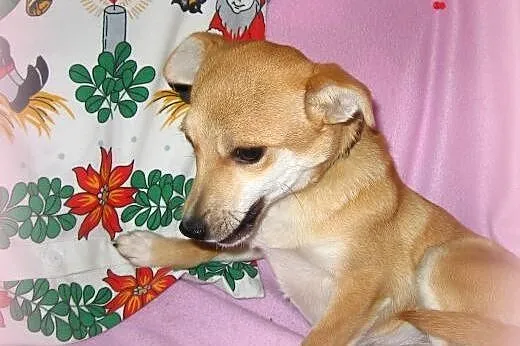 MAJKA-malenka 3-4kg,7-9 miesiecy,adopcja!!,  święt
