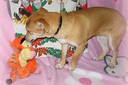 MAJKA-malenka 3-4kg,7-9 miesiecy,adopcja!!,  święt