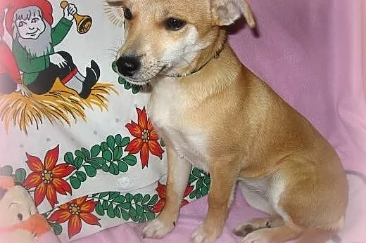 MAJKA-malenka 3-4kg,7-9 miesiecy,adopcja!!,  święt