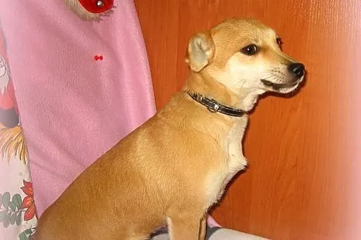 MAJKA-malenka 3-4kg,7-9 miesiecy,adopcja!!,  święt
