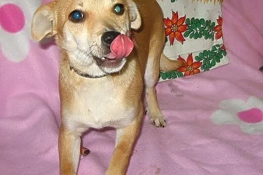 MAJKA-malenka 3-4kg,7-9 miesiecy,adopcja!!,  święt