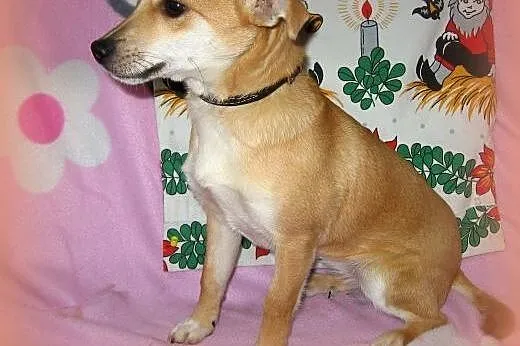 MAJKA-malenka 3-4kg,7-9 miesiecy,adopcja!!,  święt