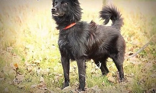 Maks - długowłosy wesołek, do adopcji, dolnośląsk