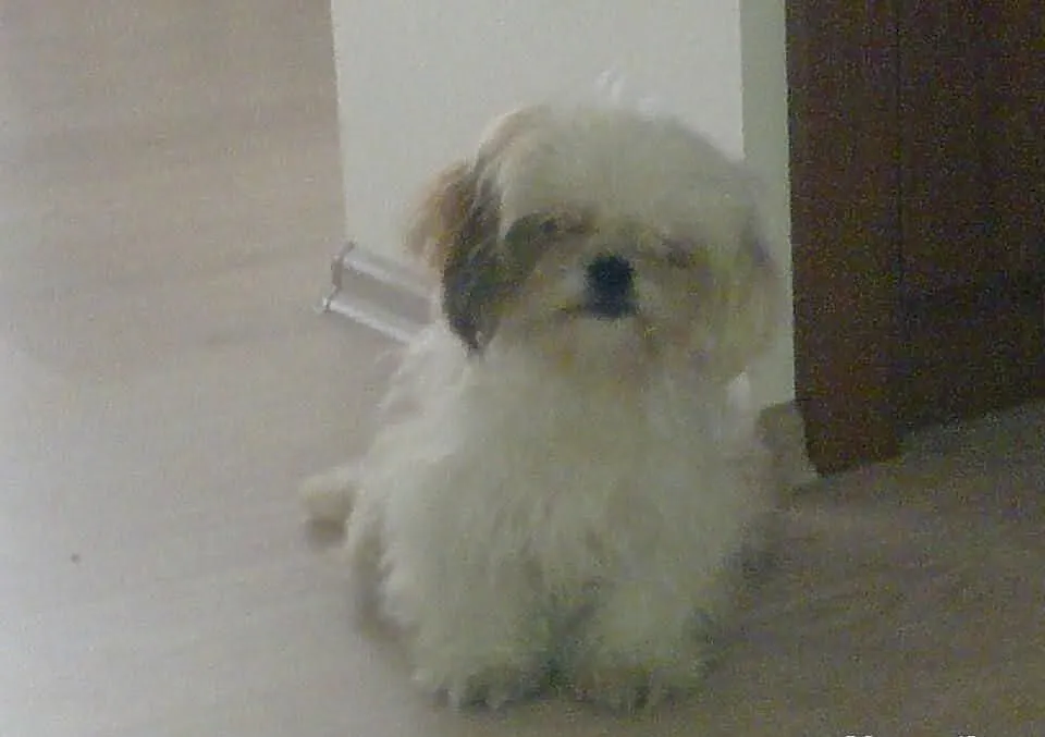 Sprzedam ślicznego pieska shi tzu