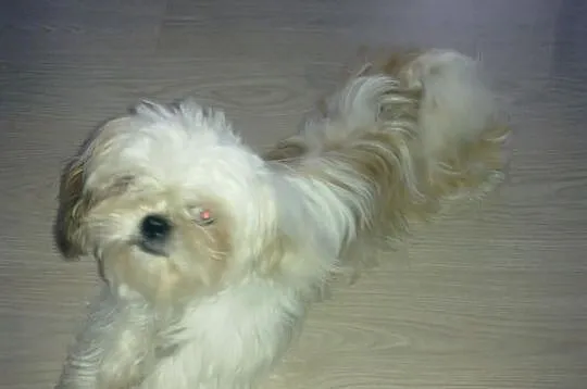 Sprzedam ślicznego pieska shi tzu