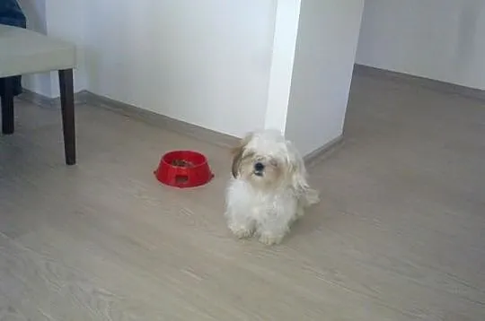 Sprzedam ślicznego pieska shi tzu