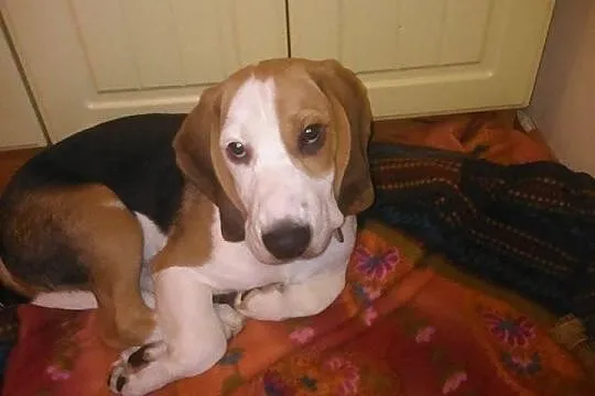 5 miesięczny piesek rasy Beagle