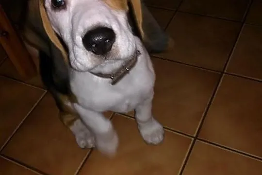 5 miesięczny piesek rasy Beagle