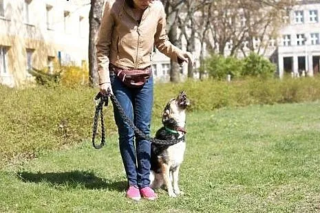 Cudowny łagodny młody Czaruś DO ADOPCJI,  mazowiec