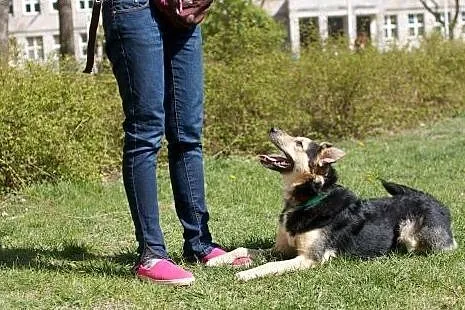 Cudowny łagodny młody Czaruś DO ADOPCJI,  mazowiec