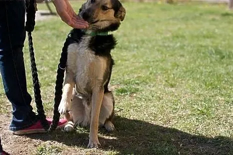 Cudowny łagodny młody Czaruś DO ADOPCJI,  mazowiec