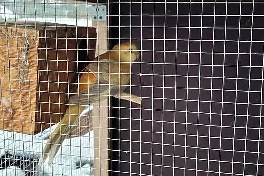 Swiergotki # woliera#  6szt  3parki, Wielkopolskie, Objezierze
