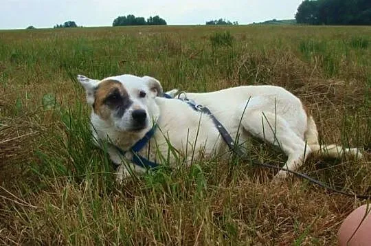 Tola-nieśmiała bieluszka z łatką na oczku szuka ci