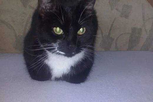 Powrocila z adopcji- Nila,  pomorskie Gdynia